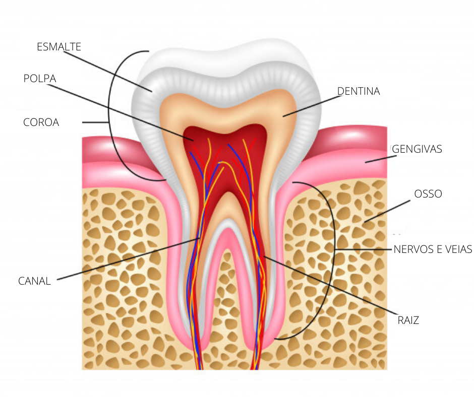 Qual é A Anatomia De Um Dente Uniodonto Minas